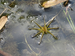 Dolomedes horishanus