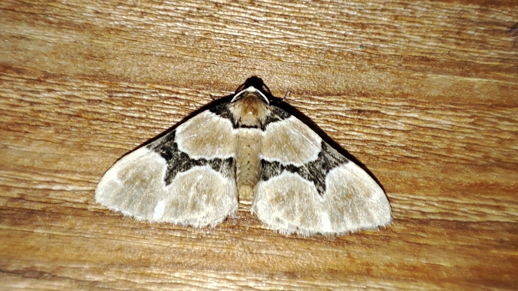 Gagitodes sagittata