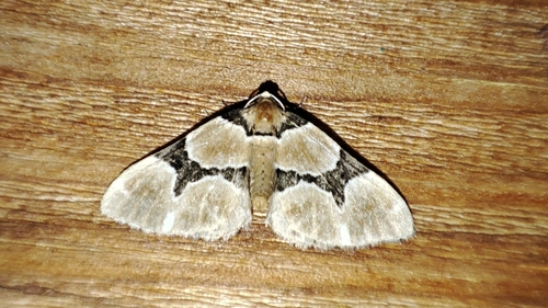 Perizoma sagittata