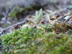 Sematophyllaceae