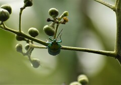 Calliphara excellens