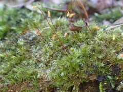 Sematophyllaceae