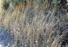 Clarkia amoena whitneyi
