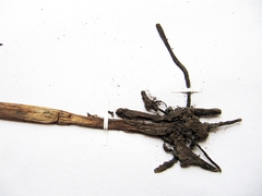 Platanthera hologlottis