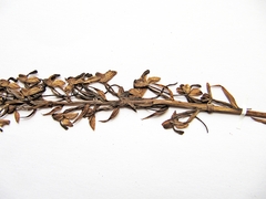 Platanthera hologlottis