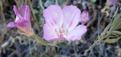 Clarkia amoena whitneyi