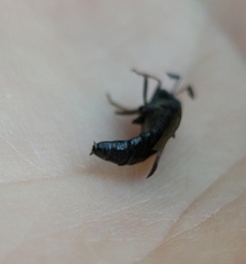 Phyllomydas quercus