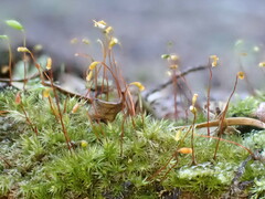 Sematophyllaceae