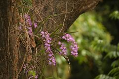 Aerides maculosa
