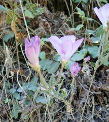 Clarkia amoena whitneyi