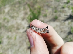 Dociostaurus brevicollis