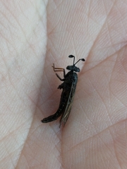 Phyllomydas quercus