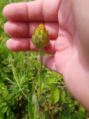 Hypochaeris ciliata