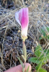 Clarkia amoena whitneyi