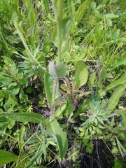 Hypochaeris ciliata