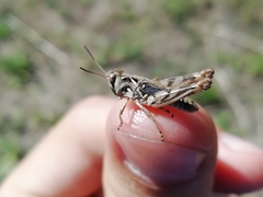 Dociostaurus brevicollis