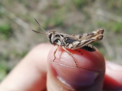 Dociostaurus brevicollis