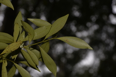 Tristaniopsis collina