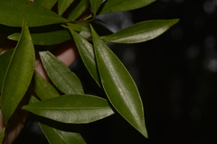 Tristaniopsis collina