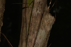 Tristaniopsis collina