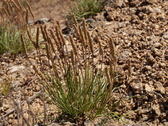 Plantago holosteum