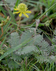 Neptunia gracilis
