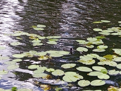 Fulica atra