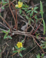 Portulaca australis