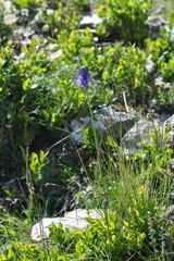 Phyteuma betonicifolium