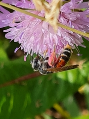 Andrena hattorfiana