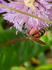 Andrena hattorfiana