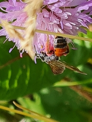 Andrena hattorfiana