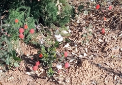 Kleinia fulgens