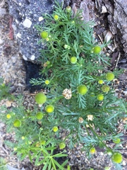 Matricaria discoidea