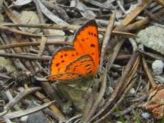 Lycaena cupreus