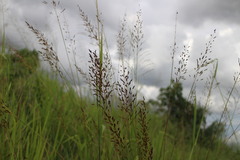 Sorghum nitidum