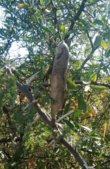 Vachellia hebeclada