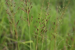 Sorghum nitidum