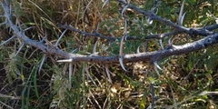 Vachellia hebeclada