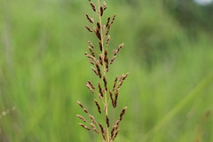 Sorghum nitidum