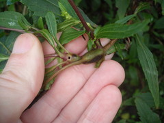 Procecidochares alani