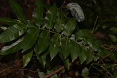 Dysoxylum mollissimum
