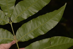 Dysoxylum mollissimum