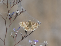 Muschampia baeticus