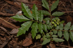 Dysoxylum mollissimum