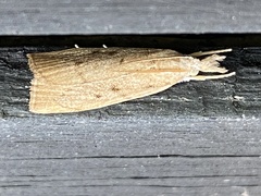 Calamotropha
