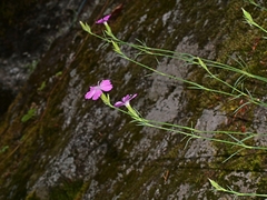 Dianthus graniticus