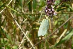 Gonepteryx cleopatra