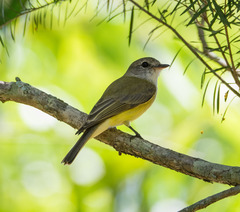 Microeca flavigaster flavigaster