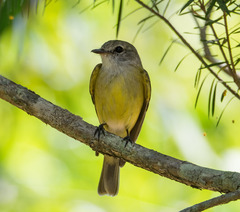 Microeca flavigaster flavigaster